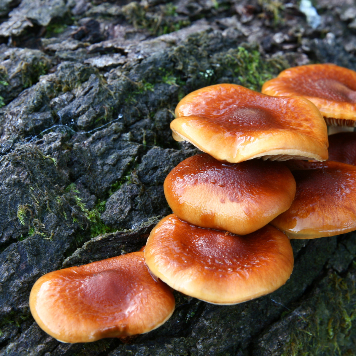 Mykoterapia-właściwości prozdrowotne grzybów i ich uprawa w warunkach domowych.