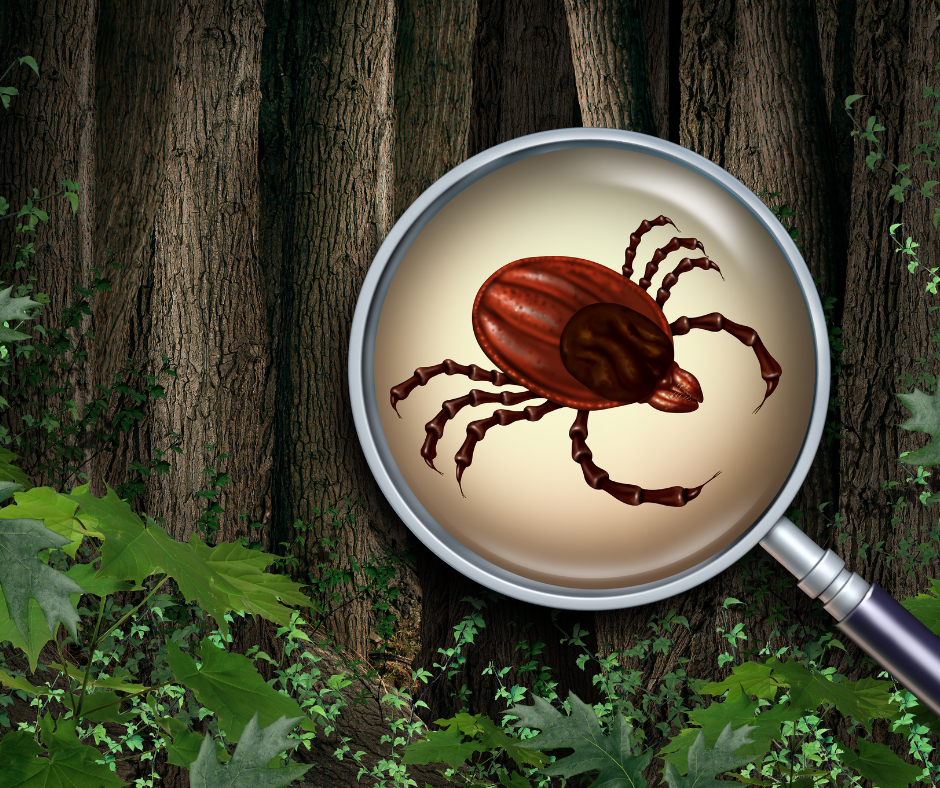 Webinar „Kleszcze – jak chronić siebie i dzieci”