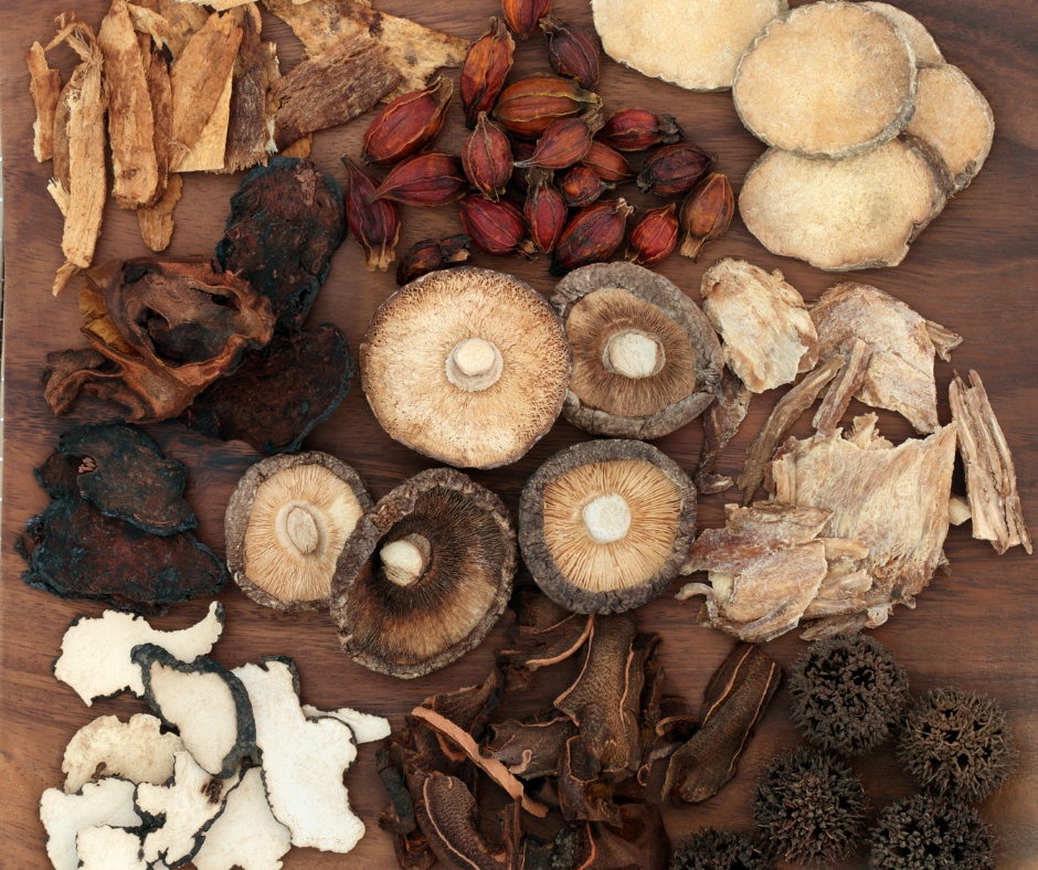 Mykoterapia – warsztat