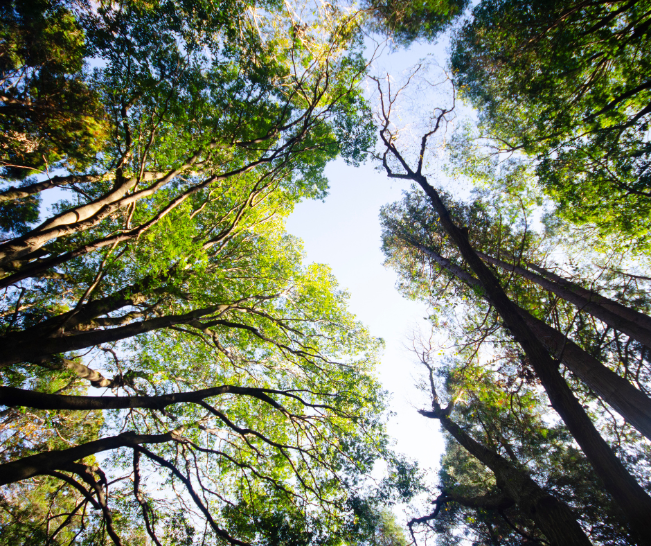 Trénovanie – Lesné kúpele