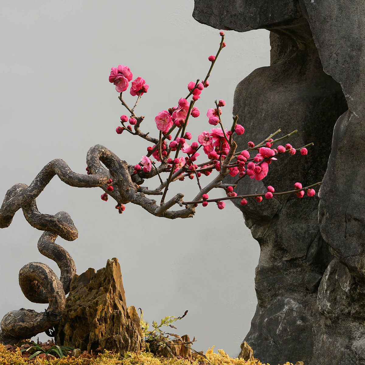 „Dzieci Bonsai” – dzieciństwo przycinane zamiast wspierane